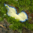 海扁蟲