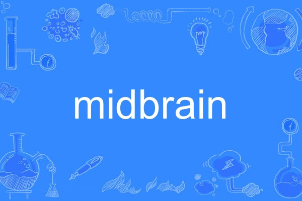 midbrain midbrain