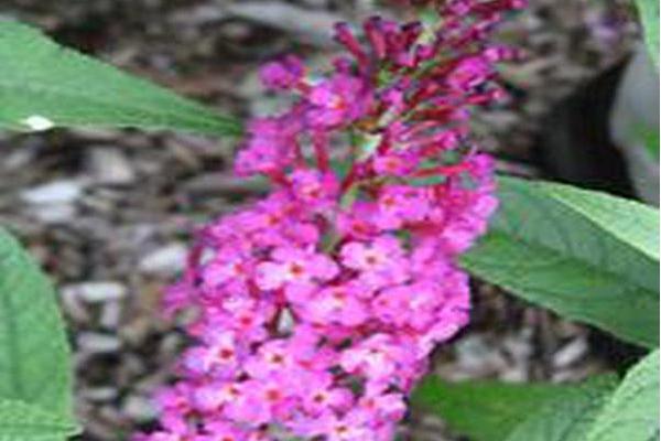 Buddleja \x27Miss Ruby\x27