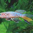 三叉琴尾魚 三叉琴尾魚