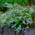 繡線菊(柳葉繡球菊(中藥材)) 繡線菊(柳葉繡球菊(中藥材))