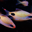 黑影燈魚