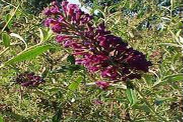 Buddleja davidii \x27Nanho Blue\x27