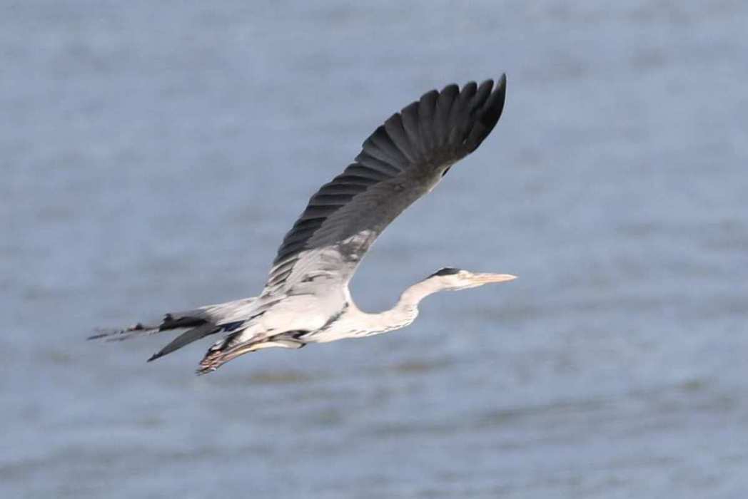 瀟湘飛鳥