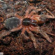 塔蘭圖拉毒蜘蛛(部分穴居狼蛛和捕鳥蛛的泛稱)