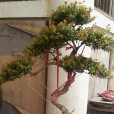 刺楠 刺楠