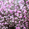 圓錐石頭花(絲石竹)