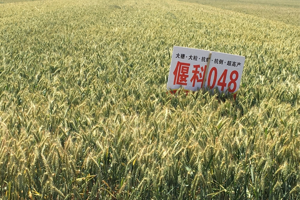 偃科048 偃科048