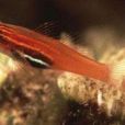 紅燈蝦虎 紅燈蝦虎