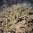 格蘭迪斯鹿角珊瑚