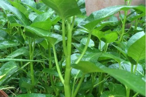 寧波藤茄 寧波藤茄