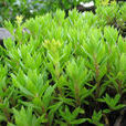 針筒草 針筒草