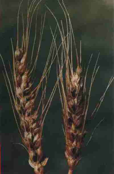 小麥矮腥黑穗病菌