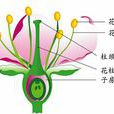 完全花 完全花
