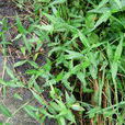 鴨跖草科 鴨跖草科