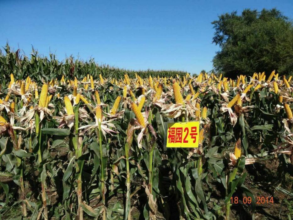 福園2號 福園2號
