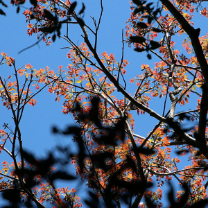 Toona ciliata Toona ciliata