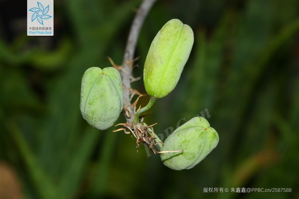 皂蘆薈 皂蘆薈