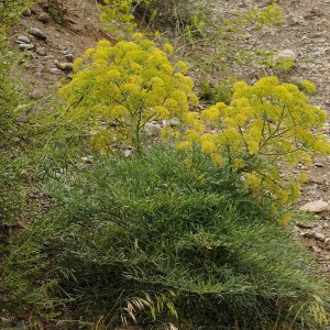Ferula penninervis