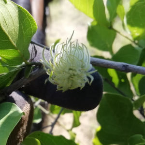 Combretum apiculatum
