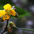 茳芒決明(茳芒決明) 茳芒決明(茳芒決明)