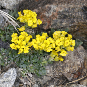 Alyssum cacuminum