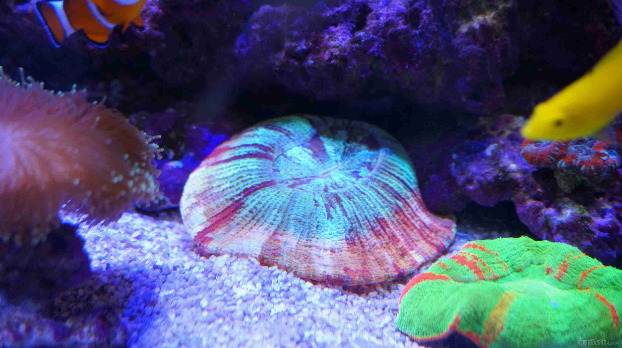 八字腦珊瑚