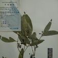 棒花蒲桃 棒花蒲桃
