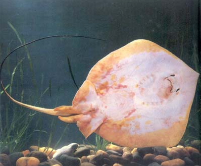 海鷂魚膽 海鷂魚膽