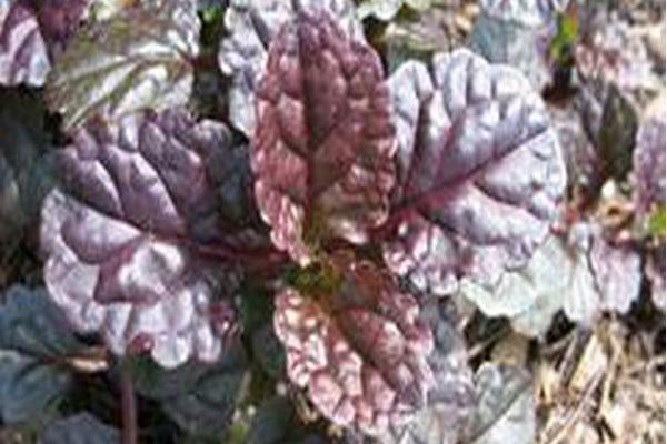 Ajuga reptans \x27Binblasca\x27 BLACK SCALLOP