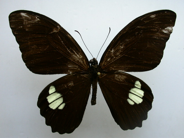 玉牙鳳蝶--台灣亞種（雄）