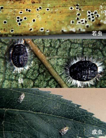 黑刺粉虱（圖1）