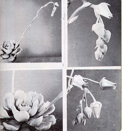 Echeveria albicans Walther (1958)