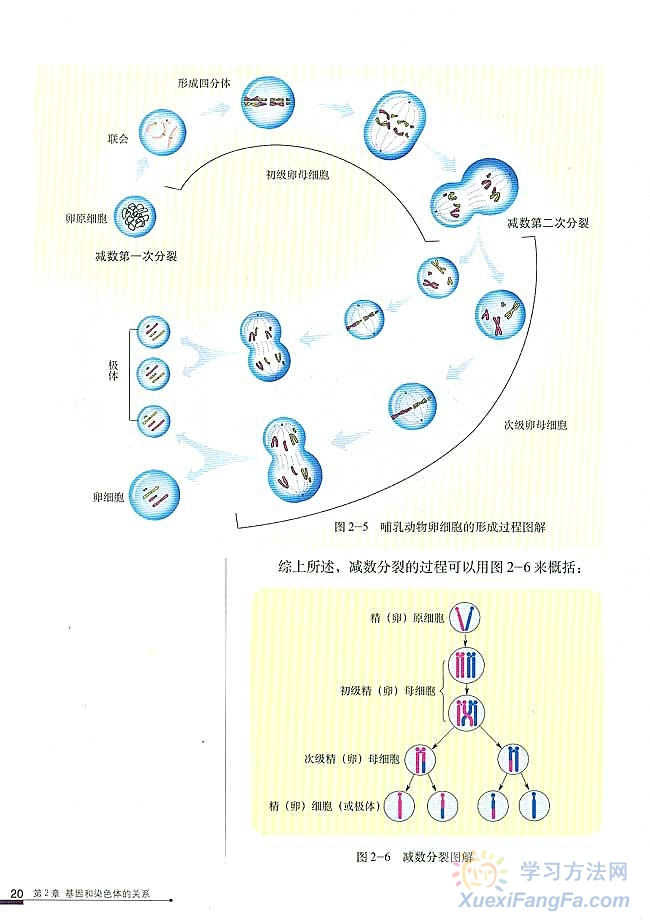 減數分裂末期