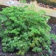 歐芹(香芹（歐芹別稱）)