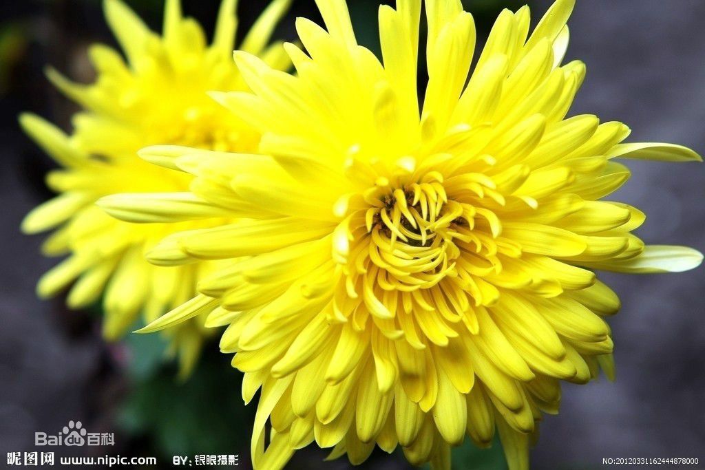 九華(秋菊的別名) 九華(秋菊的別名)