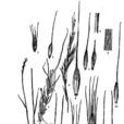 五龍山鵝觀草 五龍山鵝觀草