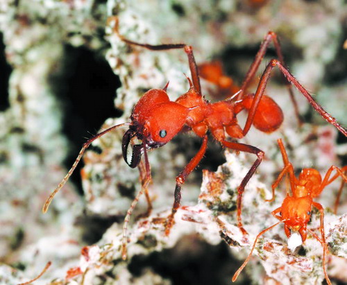 南美切葉蟻屬