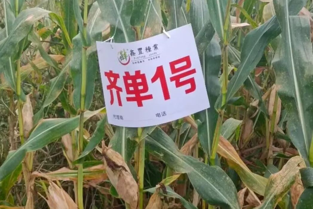 齊單1號 齊單1號