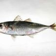 日本竹筴魚 日本竹筴魚