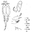 膨大魚蚤 膨大魚蚤