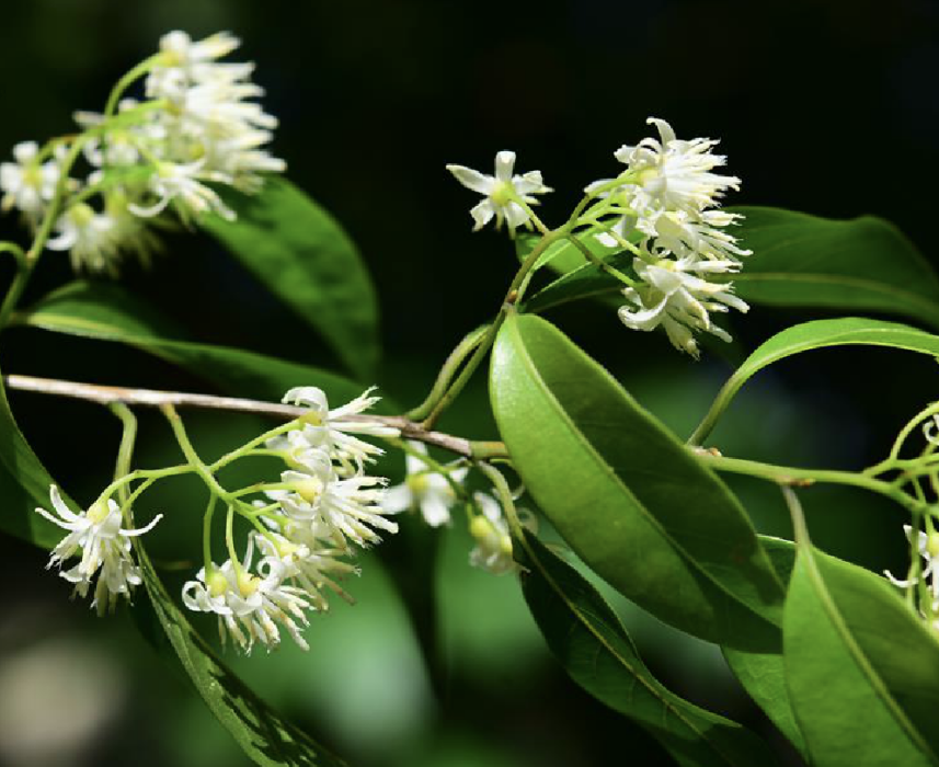 西藏山茉莉 西藏山茉莉