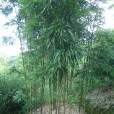 光葉唐竹 光葉唐竹