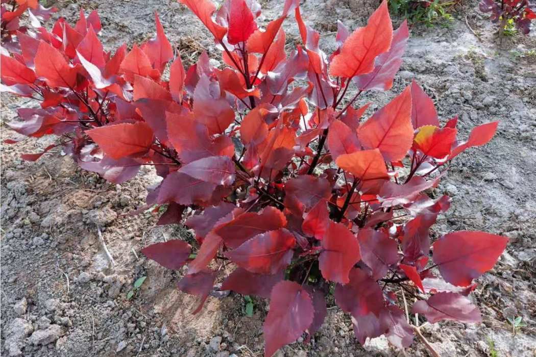 靚紅楊 靚紅楊
