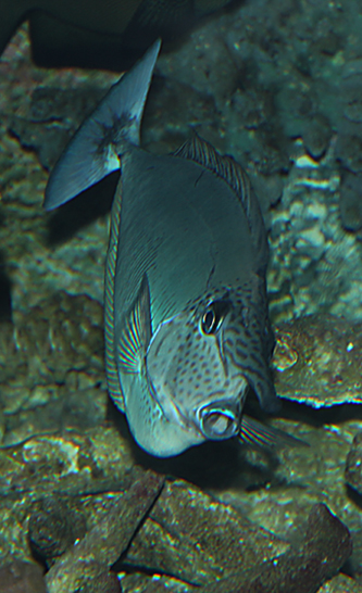 短喙鼻魚