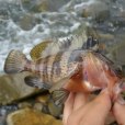 斑帶石斑魚 斑帶石斑魚