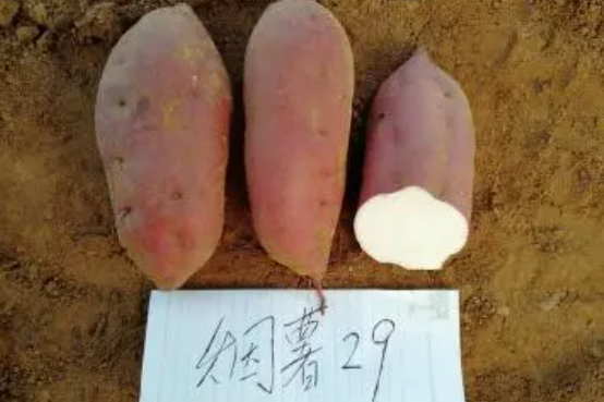 煙薯29號 煙薯29號