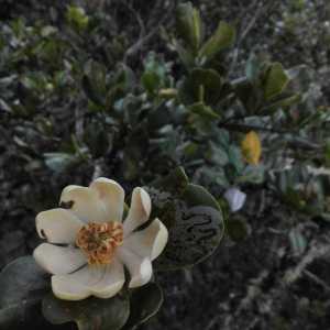 Magnolia urraoensis
