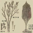 蘆木 蘆木