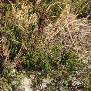Thamnochortus obtusus